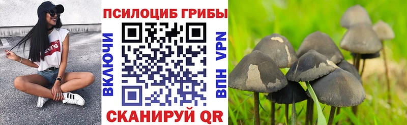 купить закладку  Георгиевск  Псилоцибиновые грибы MAGIC MUSHROOMS 